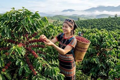 Giá cà phê hôm nay 30.5: Tây Nguyên tăng 1.400 đồng/kg