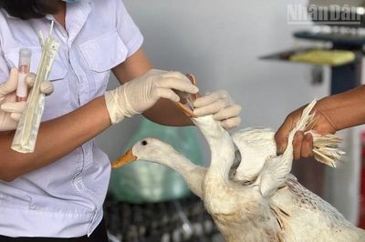 Điện Biên chỉ đạo không được che giấu tình trạng dịch bệnh cúm A(H5N1) trên địa bàn