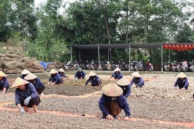Hợp tác xã chung tay gìn giữ nguồn gene dược liệu quý