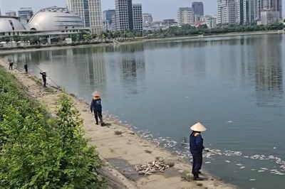 [Video] Cá chết hàng loạt tại hồ điều hòa ở Cầu Giấy gây ô nhiễm môi trường nghiêm trọng