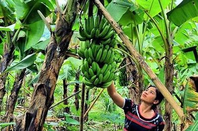 'Cứu' ngành chuối khỏi căn bệnh gây thất thoát hàng triệu USD mỗi năm