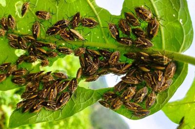 6 người ở Thanh Hóa nhập viện nghi do ăn bọt xít