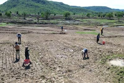 Mùa lên rẫy trỉa lúa ở vùng cao Gia Lai