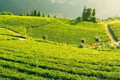 Thưởng trà trên mây, nghe chuyện văn hóa người Tày