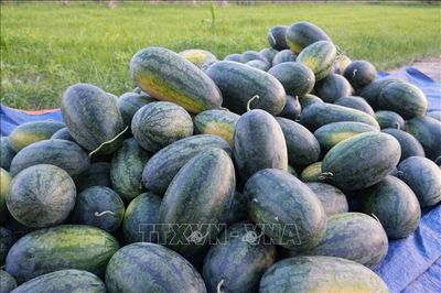 Dưa hấu Nghệ An 'thoát cảnh giải cứu', mở đường vào chế biến sâu