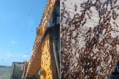 Nam công nhân sợ hãi khi thấy cảnh tượng bên ngoài máy xúc