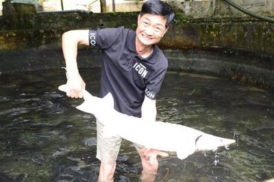 Người tiên phong đưa cá tầm lên núi: Từng 'hái' tiền tỷ, nay thấp thỏm vì giá giảm sâu
