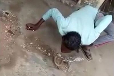 Hôn rắn hổ mang, người đàn ông bị cắn thẳng vào môi