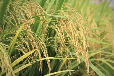 Nguồn cung thu hẹp, tiêu chuẩn siết chặt: Ngành gạo Việt trước phép thử lớn
