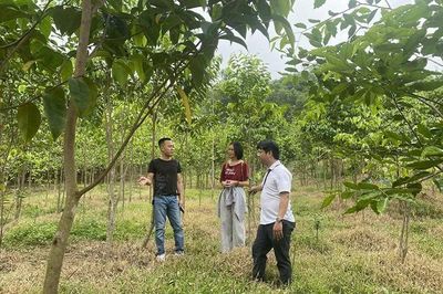 Tiên phong đưa cây dược liệu lên đồi Hích