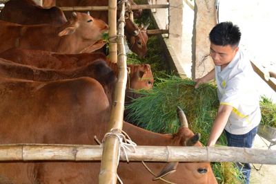 Những mô hình kinh tế tiêu biểu ở Phong Dụ Hạ