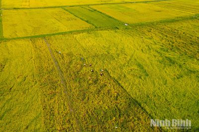Mùa vàng trên những cánh đồng