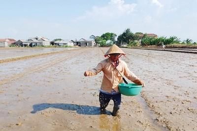 Tất bật sản xuất vụ hè thu
