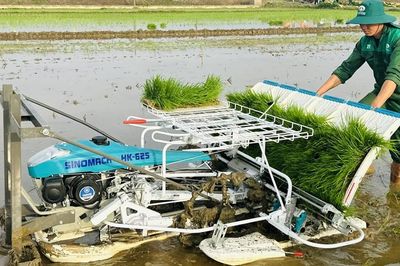 Lúa - vịt hữu cơ: Hướng đi mới trên vùng thấp trũng Đan Điền