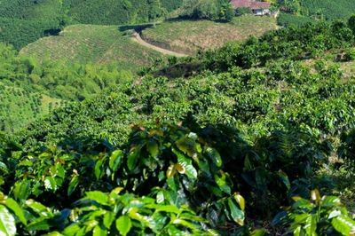 Hoàn thiện bản đồ rừng để giữ 'cửa' xuất khẩu sang EU