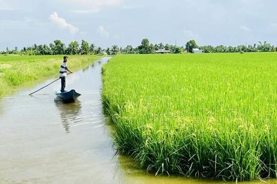 Một chiếc cảm biến và nắm rơm giúp nông dân ĐBSCL tiết kiệm tới 58% nước tưới