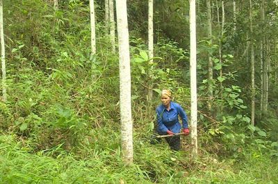 'Đánh thức' tiềm năng kinh tế dưới tán rừng