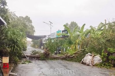 Cây xanh bật gốc, kéo gãy cột đèn đường giữa cơn mưa dông