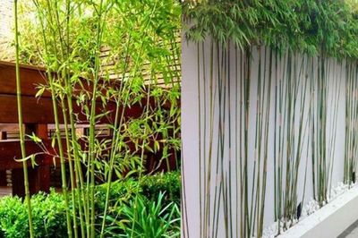 Người xưa dặn cây trước nhà không thể trồng bừa: Chọn 5 cây này thì giàu sang, gặp 3 cây này thì nên tránh