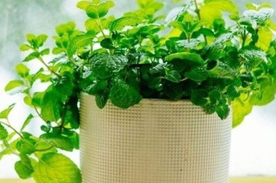 Loại cây rẻ tiền được khuyên trồng trong nhà vừa giúp lọc không khí, đuổi côn trùng, lại tốt cho sức khỏe