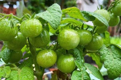 Chàng trai Jrai biến mảnh đất cạnh nhà thành khu vườn xanh mướt như 'nông trại mini', góc nào cũng bình yên tựa tranh vẽ