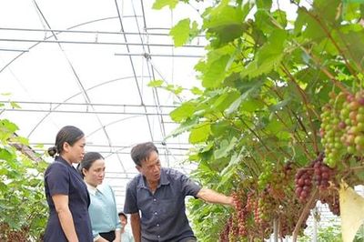 Mở hướng đi mới cho nông sản Hà Nội