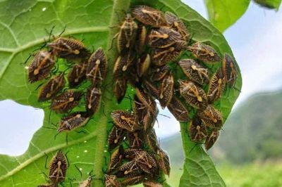 Ăn bọ xít bắt ven sông, 6 người ở Thanh Hóa nhập viện