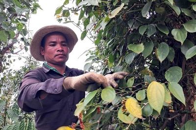 Xuất khẩu hạt tiêu bật tăng, Mỹ mua mạnh trở lại