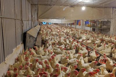 Chủ động chống nắng nóng cho vật nuôi, giảm nguy cơ bùng phát dịch bệnh