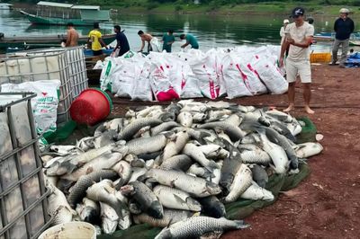 Sau những trận mưa lớn, 100 tấn cá chết nổi trắng làng bè hồ Trị An