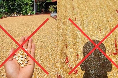 Đăng ảnh thóc phơi ngoài trời nắng nóng 'nổ thành bỏng', bị xử phạt 7,5 triệu đồng