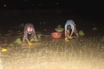 Tránh nắng nóng, nông dân Nghệ An chong đèn cấy lúa trong đêm