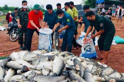 Khẩn trương làm rõ nguyên nhân, xử lý số cá chết trên hồ Trị An