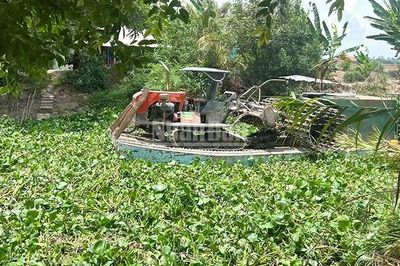 Dân tiếp tục 'kêu cứu' vì lục bình dày đặc trên kênh, sông