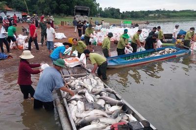 Hình ảnh hơn 200 tấn cá chết ở hồ Trị An