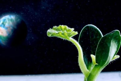 Trồng rau trên Mặt Trăng và sao Hỏa sẽ thế nào?