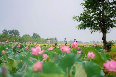 Thành phố Huế tổ chức loạt sự kiện hấp dẫn chào đón du khách trong tháng 6
