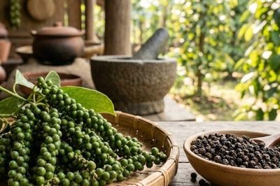 Giá tiêu ổn định, xuất khẩu hồ tiêu đón tín hiệu tích cực từ Ấn Độ