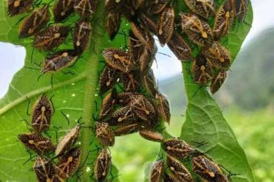 6 người nhập viện nghi do ăn bọ xít bắt ngoài tự nhiên