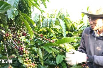 Thị trường nông sản: Giá càphê mất đà tăng, gạo Việt chịu thêm áp lực