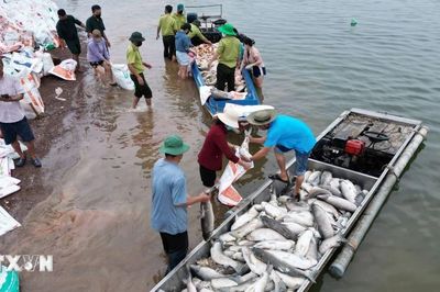 Hơn 100 tấn cá chết trên hồ Trị An tại Đồng Nai