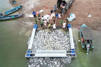 Đồng Nai: Hơn 100 tấn cá chết nổi trắng các lồng bè trên mặt hồ Trị An