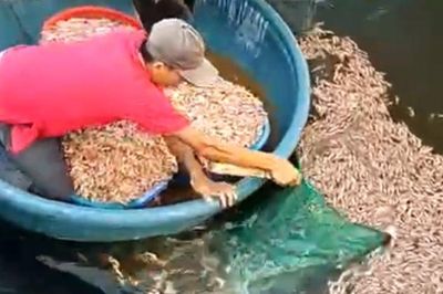 Điều tra vụ hồ tôm của người dân ở Quảng Trị nghi bị đầu độc