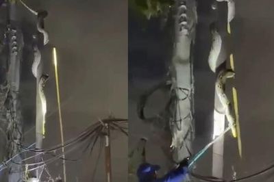 Nhìn lên cột điện, người dân bắt gặp cảnh tượng bất ngờ