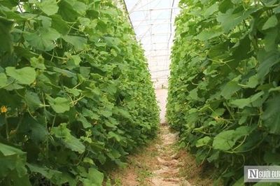 Bỏ lương hơn 50 triệu đồng, kỹ sư giao thông về quê trồng quả giải nhiệt kiếm bộn tiền