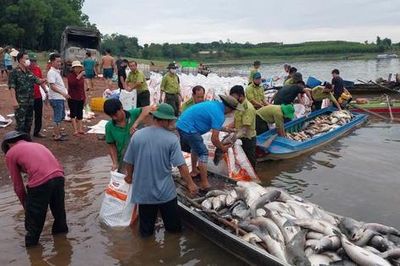 Hơn 200 tấn cá chết trắng hồ Trị An sau mưa lớn, người dân chung tay thu mua 'giải cứu'
