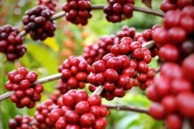 Giá nông sản ngày 31/5: Cà phê lao dốc mạnh