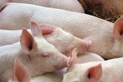 Giá heo hơi ngày 30/5: Thị trường tiếp tục đi xuống