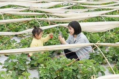 Phát triển vườn cây ăn quả đa giá trị
