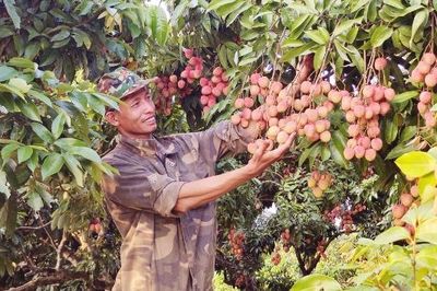Những triền đồi rực đỏ